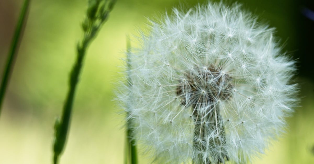 Cultural Insights through Dutch Literature for Language Learners
